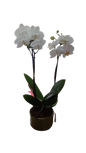 Phalaenopsis 2 stem In Green Ceramic 12cm