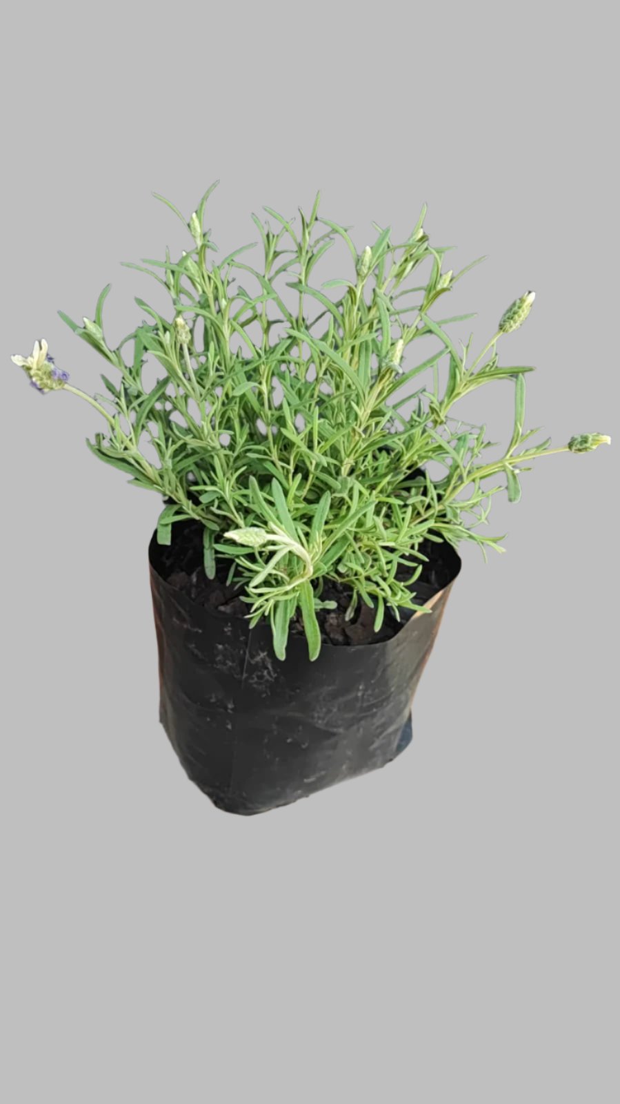 Lavandula Laveanna Assorted 4L