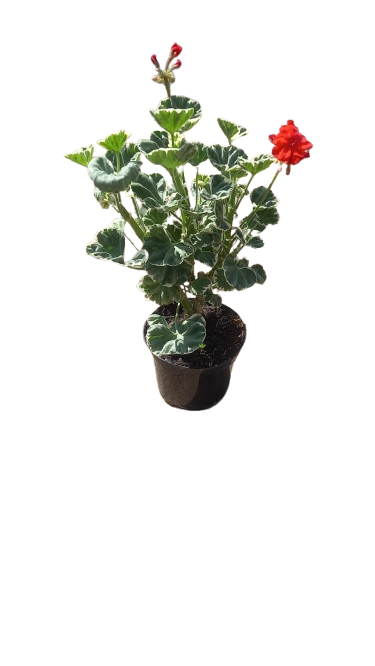 Pelargonium 'Wilhelm Languth' 15cm