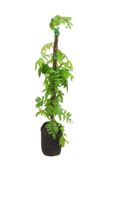 WIsteria Sinensis 10L
