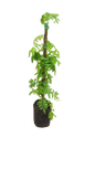 WIsteria Sinensis 10L