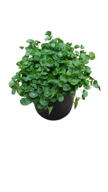 Dichondra (Wonderland) 15CM