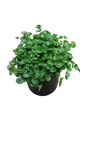Dichondra (Wonderland) 15CM
