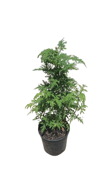 Artemissia Afra (African wormwood) 19cm