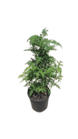 Artemissia Afra (African wormwood) 19cm