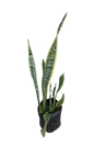 Sansevieria Green And Yellow 10L