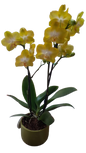 Phalaenopsis 2 stem In Green Ceramic 12cm