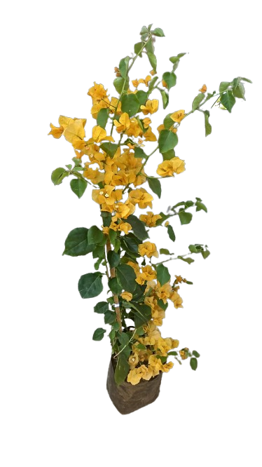Bougainvillea - various Colors 10L