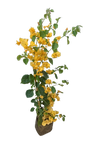 Bougainvillea - various Colors 10L