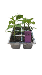 Sweet Yellow Pepper - 6 Pack Seedling Tray