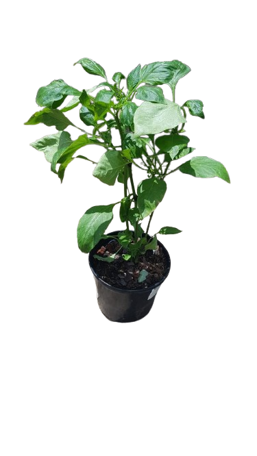 Sweet Pepper Pot Assorted 17cm