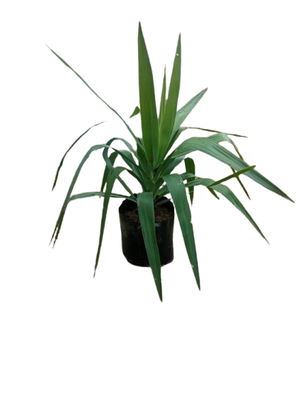 Yuca 10L