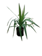 Yuca 10L