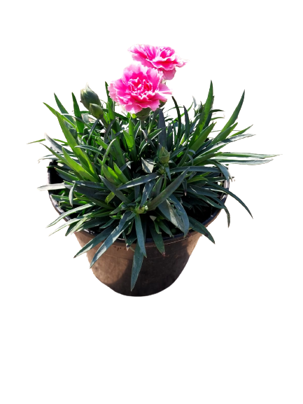 Dianthus 'I Love You' 12cm