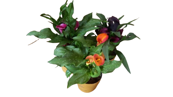 Zantedeschia