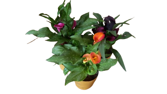 Zantedeschia
