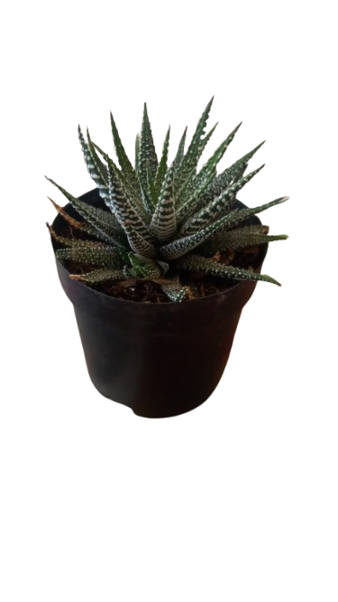 Haworthiopsis fasciata ( Zebra Plant) 9cm