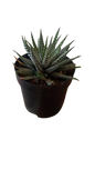 Haworthiopsis fasciata ( Zebra Plant) 9cm