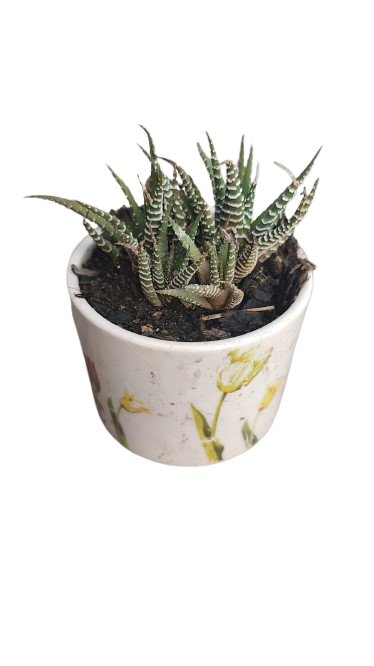 Haworthiopsis Fasciata (Zebra Plant) In Ceramic Pot