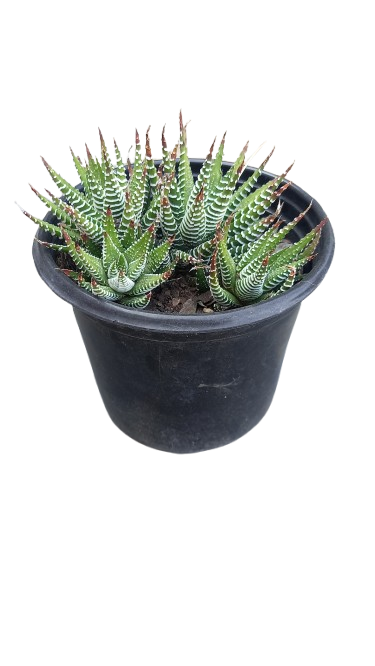 Haworthia Fasciata (Zebra Plant) 12cm