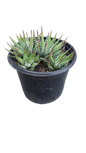 Haworthia Fasciata (Zebra Plant) 12cm