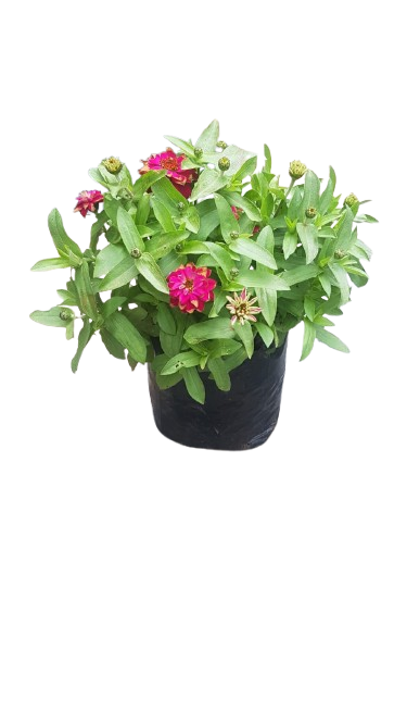 Zinnia Zahara Assorted 3L