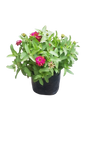 Zinnia Zahara Assorted 3L