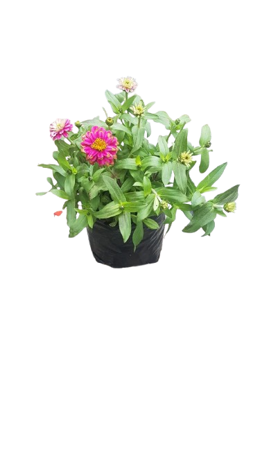 Zinnia Zahara Assorted 3L