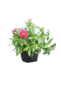 Zinnia Zahara Assorted 3L