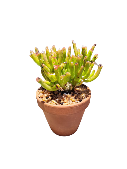 Assorted Succulents in Terracotta Pots - Various Sizes