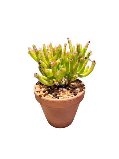Assorted Succulents in Terracotta Pots - Various Sizes