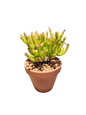 Assorted Succulents in Terracotta Pots - Various Sizes