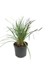 Variegated Garlic - 1L