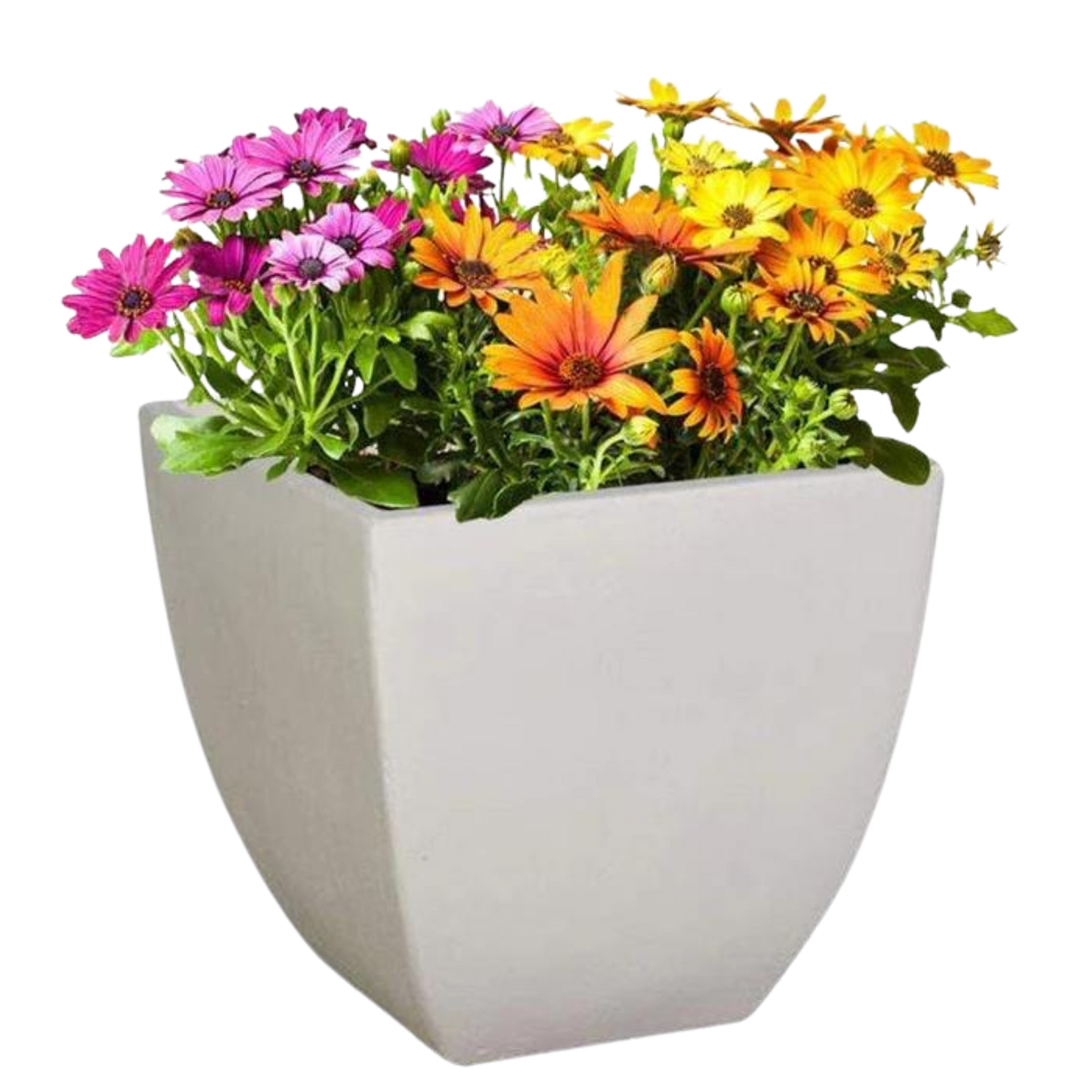 Bollivia Plant Pot