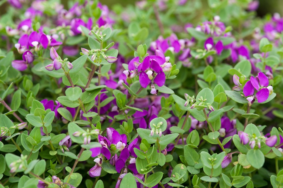 Polygala Fruticosa - 4L