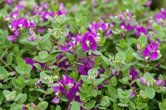 Polygala Fruticosa - 4L
