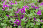 Polygala Fruticosa - 4L