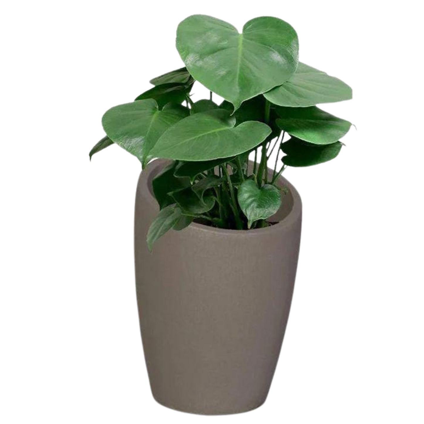 Estantia Pot