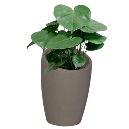 Estantia Pot
