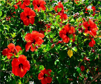 Hibiscus Assorted - 5L