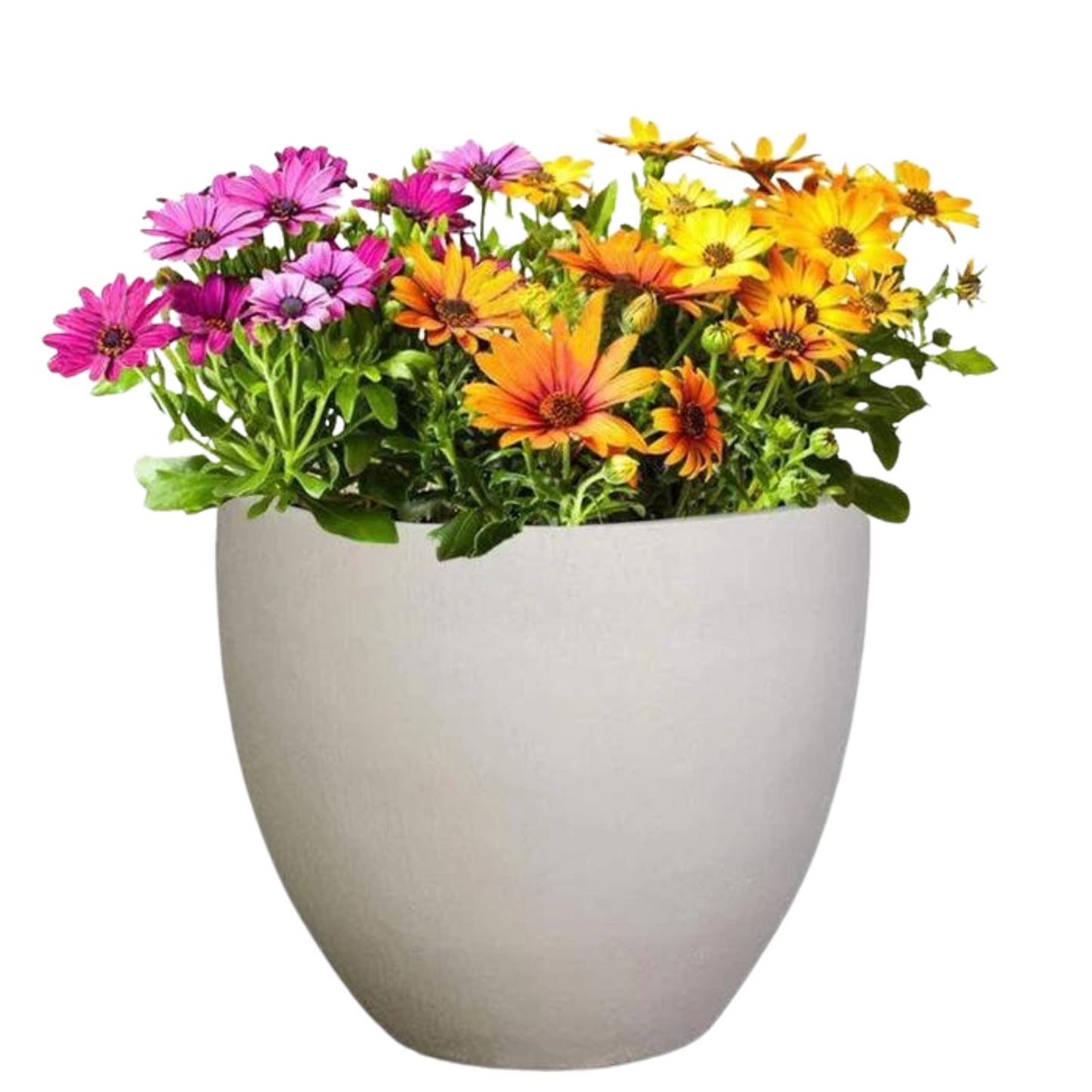 Egg Plant Pot