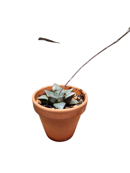 Assorted Succulents in Terracotta Pots - Various Sizes