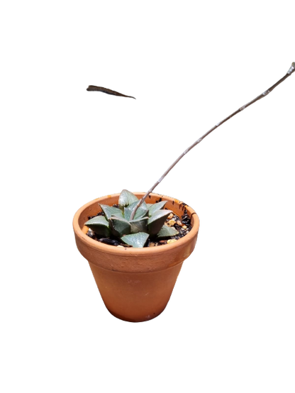 Assorted Succulents in Terracotta Pots - Various Sizes