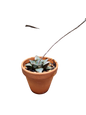 Assorted Succulents in Terracotta Pots - Various Sizes