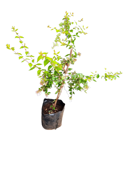 Abelia Gold 5L