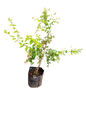 Abelia Gold 5L