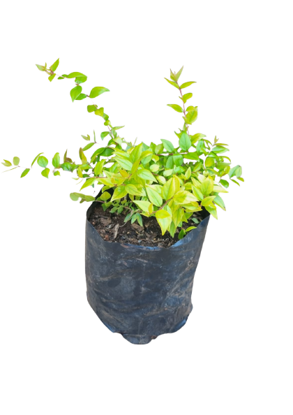 Abelia Yellow 2.5L