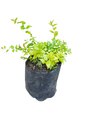 Abelia Yellow 2.5L