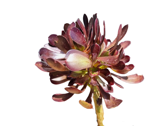 Aeonium Arboreum - 2L