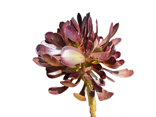 Aeonium Arboreum - 2L